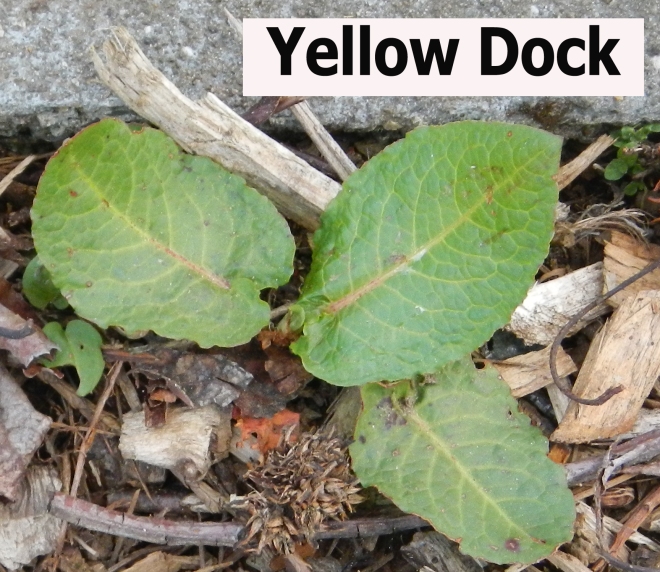 yellow dock